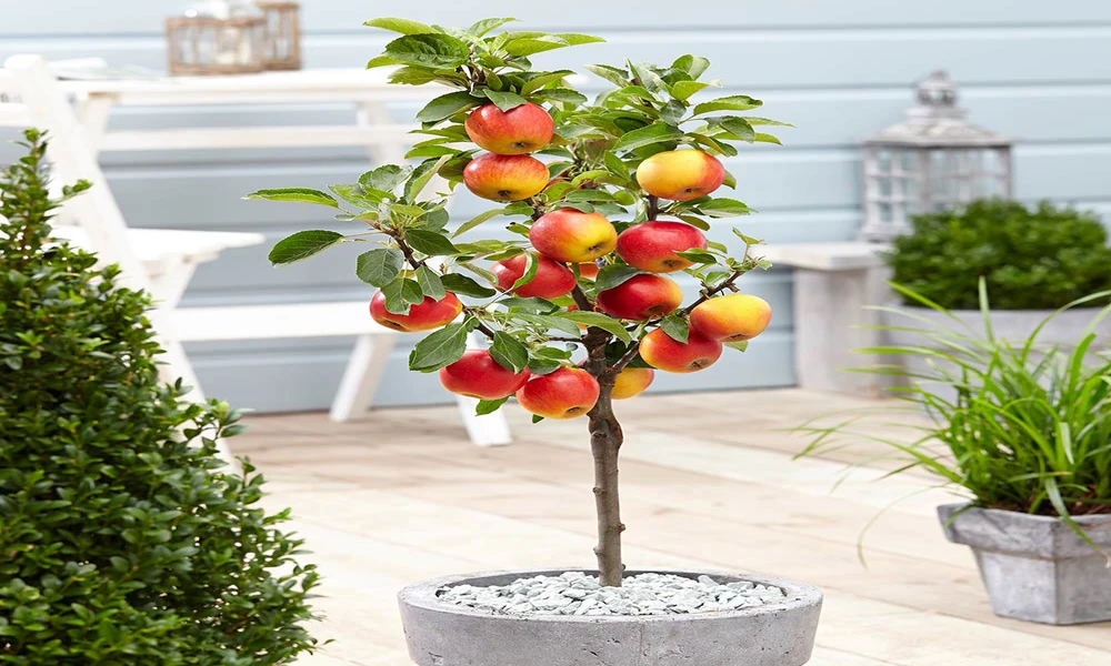 Kerb Appeal Under Pressure: Front-Garden Errors a Nursery Specialist Flags When Gardeners Buy Fruit Trees